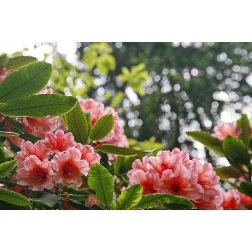 Washington, Seabeck Rhododendrons in a garden
